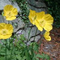 Yellow Poppy