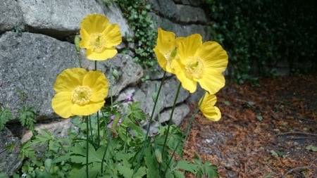 Yellow Poppy - flowers, poppy, nature, bath