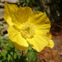 Yellow Poppy 1