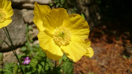 Yellow Poppy 1 - nature, flowers, poppy, bath