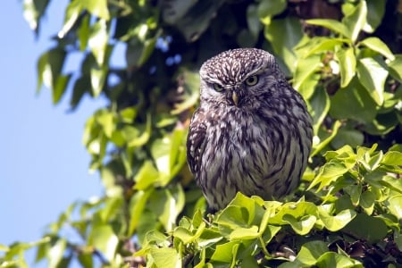 Resting Owl - raptor, twig, photography, leaves, tree