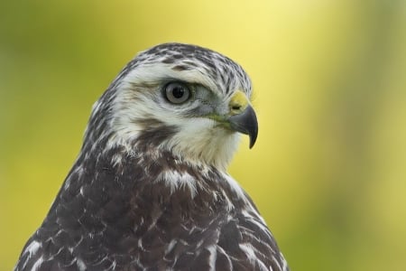 Falcon - pradators, animals, wallpaper, bird, nature, wilderness, predatory birds, wild, falcon, wild animals