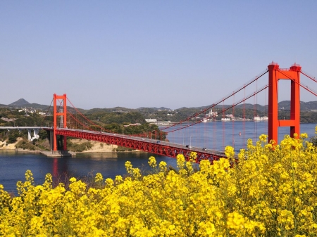 Scene of Spring - bridge, blosoms, bay, rape