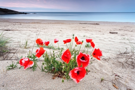 Poppies at the Beach - flowers, blossoms, sea, red