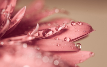 Water drops - water drops, soft, macro, petals, pink