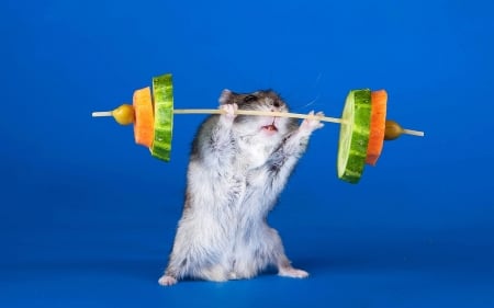 Summer exercises - dumb-bell, blue, mouse, hamster, orange, rodent, animal, funny, green, fruit, cute