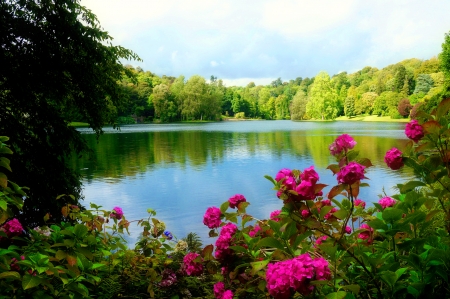 Forest lake - lake, trees, park, greenery, serenity, forest, reflection, tranquil, beautiful, flowers, pond