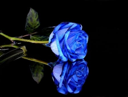 Blue Rose - flower, reflection, blossom, leaves