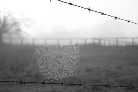 Spiders Webb - Mist, Autumn, Webb, Grey