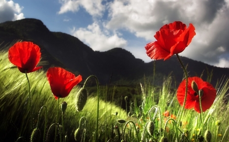 Poppies - blossoms, red, mountains, clouds, field