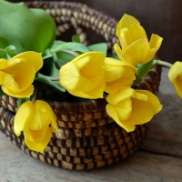 Basket of Tulips