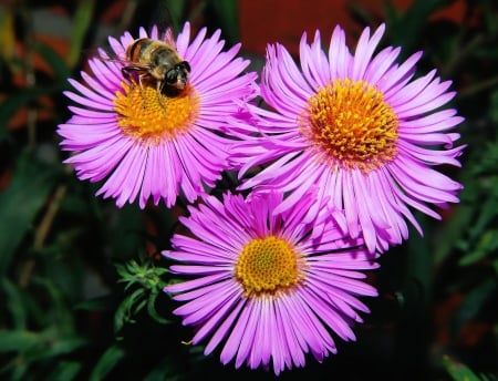 Bee On Flowers - flowers, insects, bee, animals