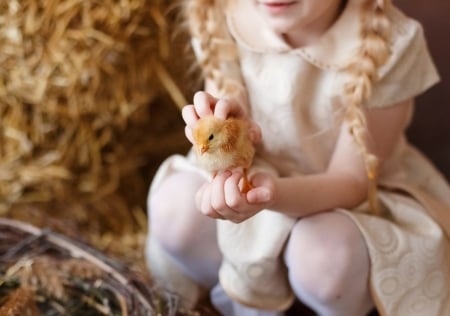 Cute Baby chick - girl, chick, hands, photography