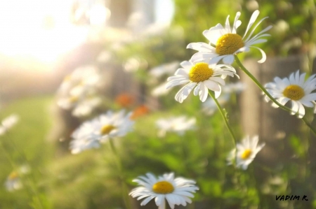 Flowers - flowers, daisies, photography, soft