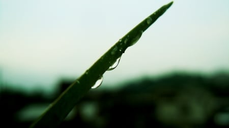 Droplets on a blade of leaf - droplets, gloomy, leaf, rain