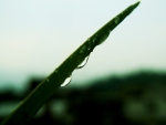 Droplets on a blade of leaf