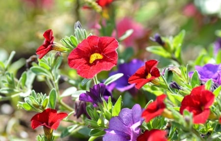 Colourful Petunia - nature, petunia, flowers, beautiful