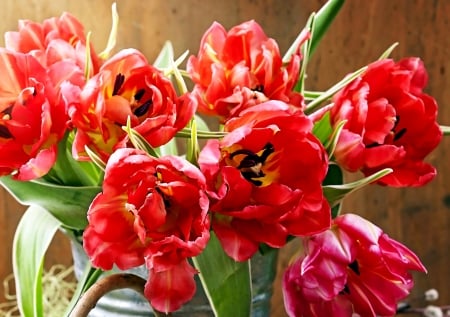 Bouquet of Tulips - nature, tulips, bouquet, flowers