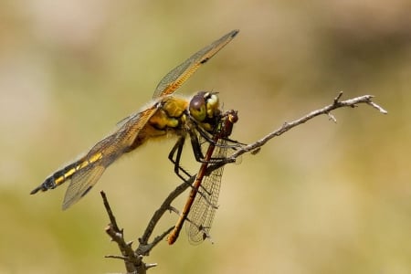 Dragonfly - animals, photography, summer, wallpaper, spring, hd, nature, abstract, wilderness, dragonfly, insects, macro, close-up, wild, wild animals