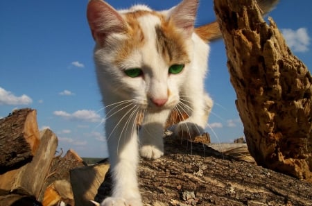 Coming - close-up, white, animal, blue, cat, sky