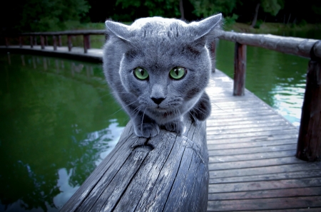 Where is the cheese? - lake, green eyes, grey, cat, close-up, water, animal