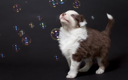 Puppy playing with bubbles - puppy, black, bubbles, lovely, white, australian shepherd, brown, dog, animal, cute