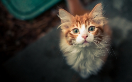 Yes? - white, face, cat, animal, orange, funny, cute, ginger