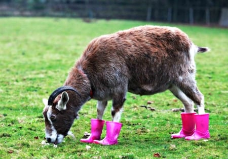 Goat fashion - year, boots, funny, horns, pink, animal, green, grass, goat