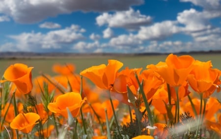 Poppies - clouds, colorful, blossoms, landscape, sky