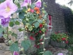 Hollyhocks