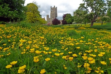 Cherry Hill Park, Ely - cathedral, closeup, flowers, depth