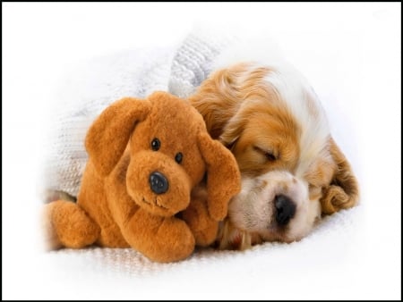 Dog's best friend - friends, puppy, sleeping, toy