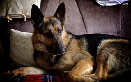 handsome germanshepard - handsome, majjestic, canine, gerrmanshepard