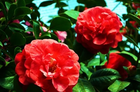 Camelia - blossoms, red, spring, plants