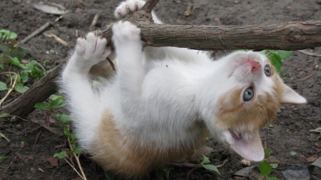 be careful dont fall - cute, adorable, down, upside, kitty