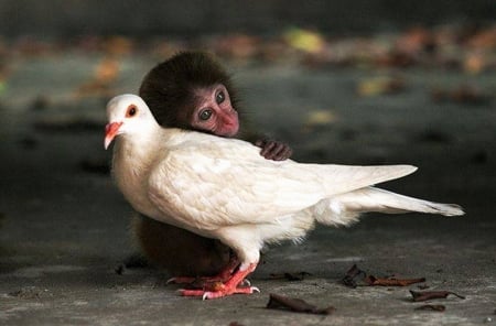 monkey and pigeon - one, friends, two, together