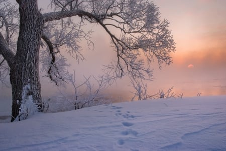 Nature - winter, nature, snow, cold