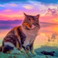 Cute Cat Sunset