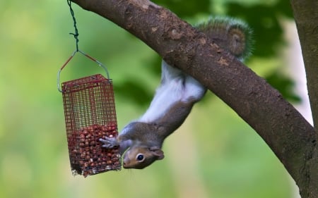 Stretched Version - nuts, twig, tree, funny