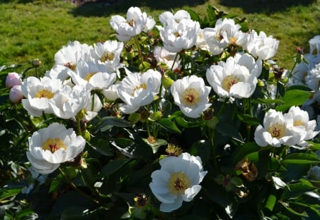 White Peony - garden, blossoms, spring, bush