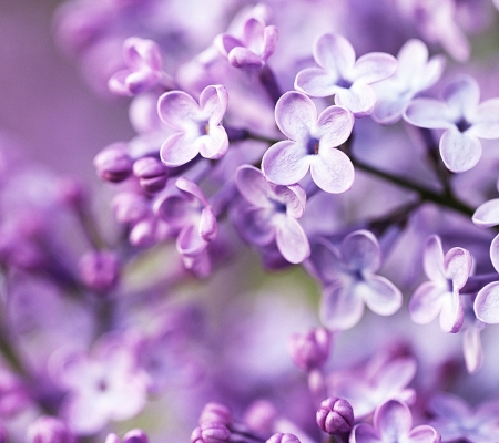 Spring_Lilac_Bloom - lilac, bloom, flower, spring