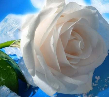 White rose - rose, white, lovely, beautiful