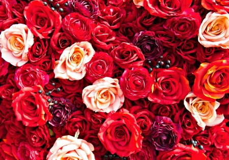 Roses - red, carpet, flower, rose, pink, skin