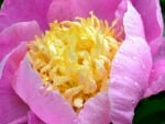 Peony