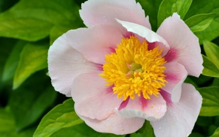 Peony - white, yellow, macro, pink, peony, green, flower