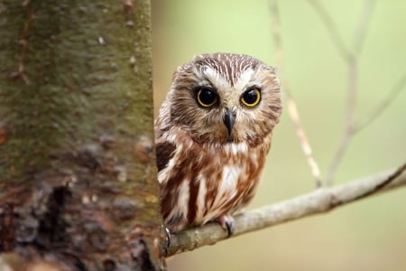 Owl - raptor, cute, bird, owl, resting, twig, little, tree, nature, branch