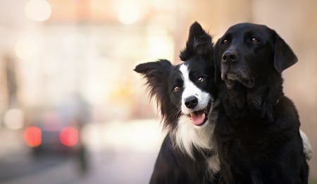 Friends - white, couple, dog, animal, cute, black, border collie