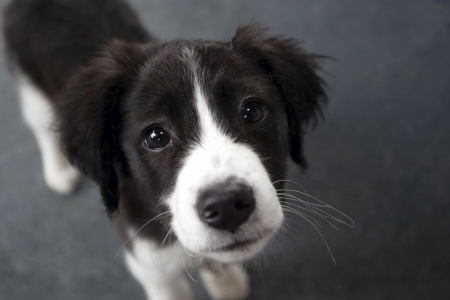 Hi! - black, white, animal, border collie, cute, dog, puppy