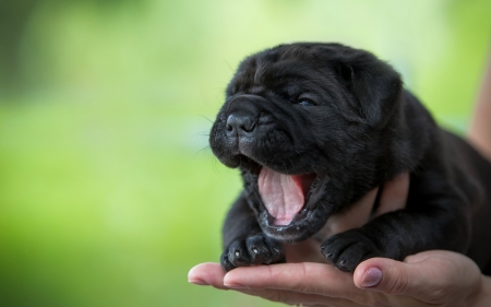 For you! - animal, cute, black, sweet, puppy, tongue, hand, dog