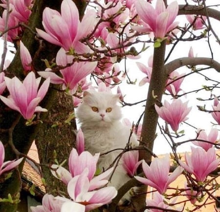 kitty on a magnolia tree - cats, kitty, animals, tree, magnolia, spring